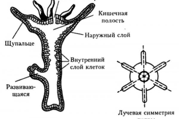 Kraken магазин интернет