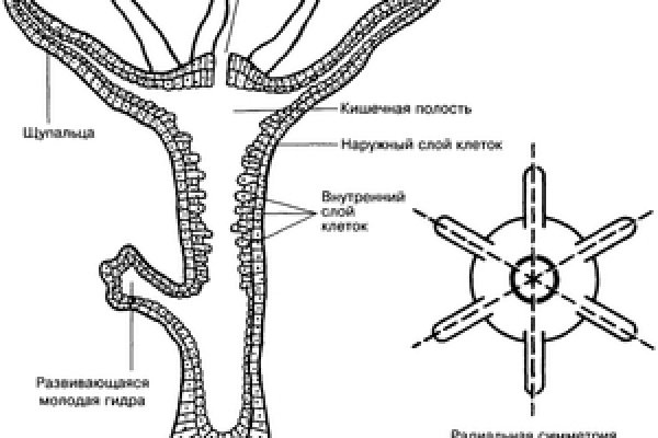 Kraken россия